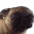 Pugs