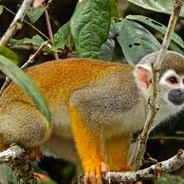 Monkey
