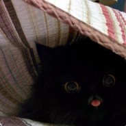 Felix the Cat