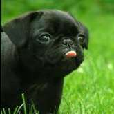 ShadowPug