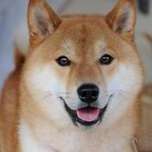 dogwithguns