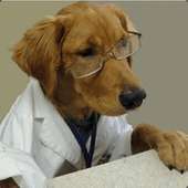 Dr.Doggo