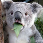 Andrewkoala333