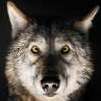 DarkWolf