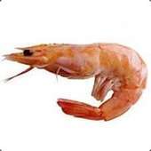 shrimpy