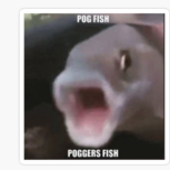Pog Fish